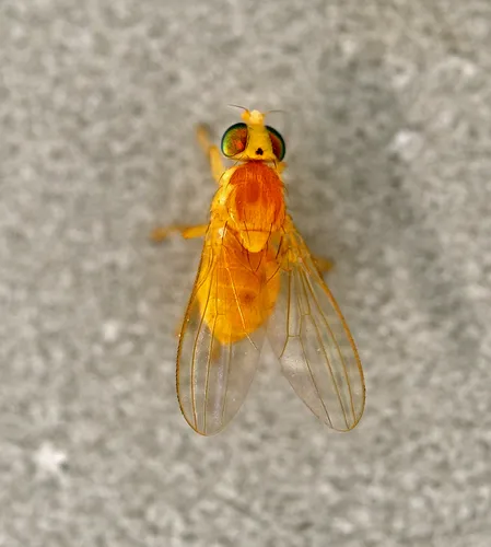 Gymnochiromyia inermis