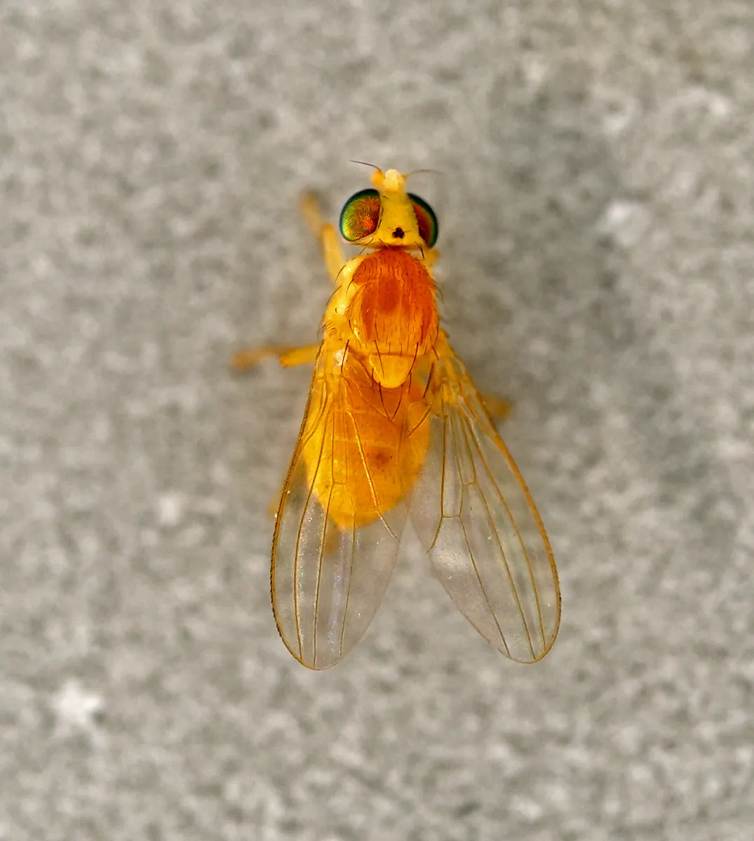 Gymnochiromyia inermis - photo 2