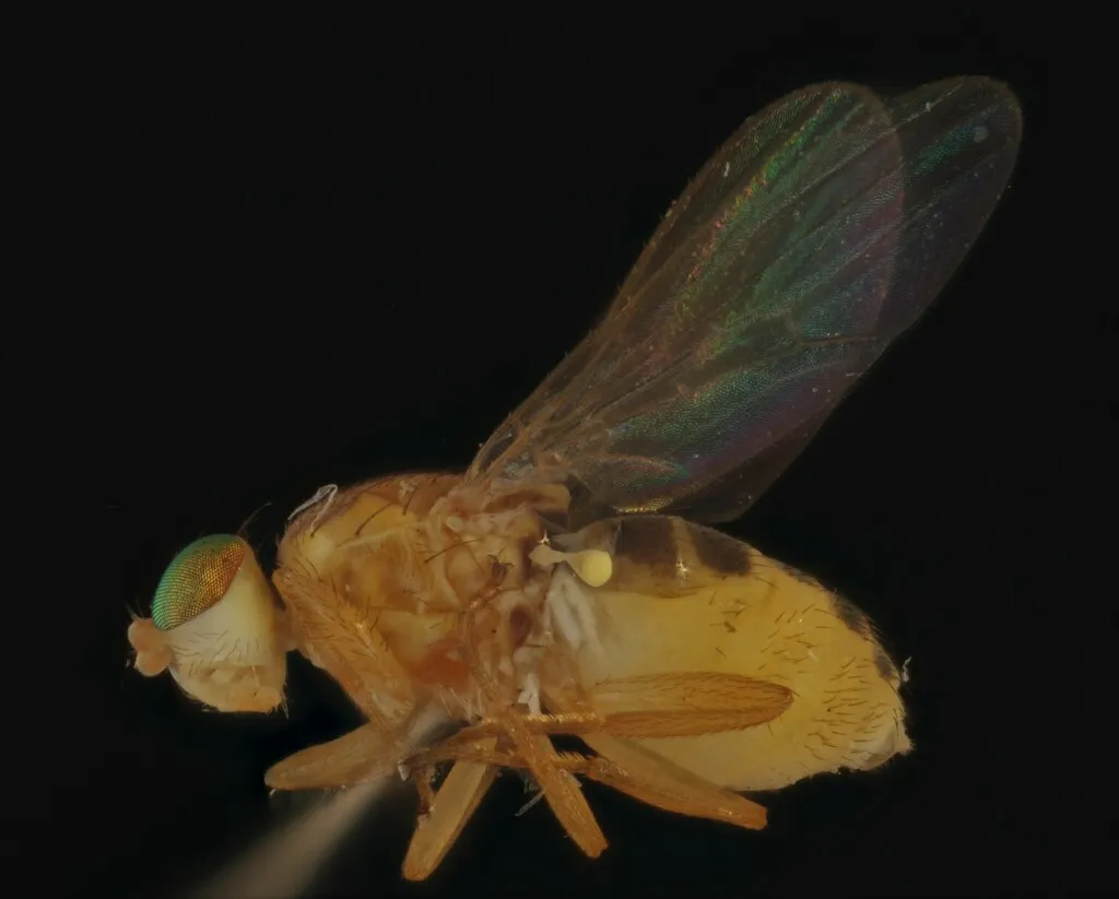 Gymnochiromyia nigrimana - photo 2
