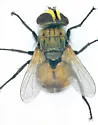 Gymnoclytia immaculata - photo 2