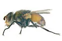 Gymnoclytia immaculata - photo 3