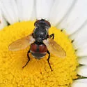 Gymnoclytia immaculata - photo 4