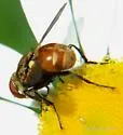 Gymnoclytia occidentalis - photo 2
