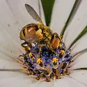 Gymnoclytia occidentalis - photo 4