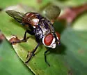 Gymnoclytia occidentalis - photo 5