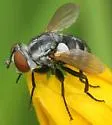 Gymnoclytia occidua - photo 3