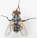 Gymnoclytia occidua - photo 4