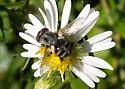 Gymnoclytia occidua - photo 5