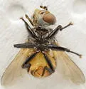 Gymnoclytia unicolor - photo 2