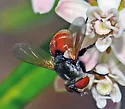 Gymnoclytia unicolor - photo 3