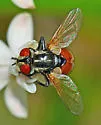 Gymnoclytia unicolor - photo 4