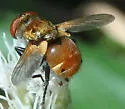 Gymnoclytia unicolor - photo 5