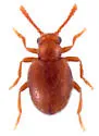Gymnoganascus stephani