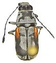 Gymnognathus chiricahuae