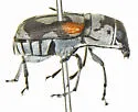 Gymnognathus chiricahuae - photo 2