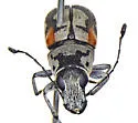 Gymnognathus chiricahuae - photo 3