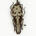 Gymnognathus triangularis - photo 2