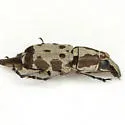 Gymnognathus triangularis - photo 3