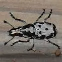 Gymnognathus triangularis - photo 4