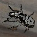 Gymnognathus triangularis - photo 5