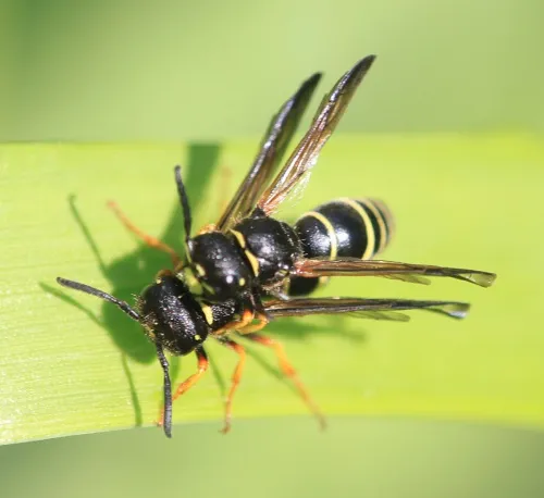 Gymnomerus laevipes