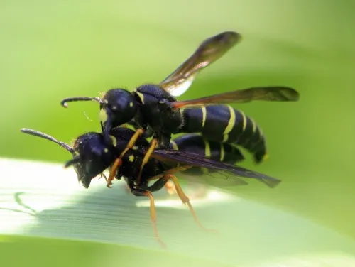 Gymnomerus laevipes - photo 2