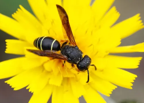 Gymnomerus laevipes - photo 3