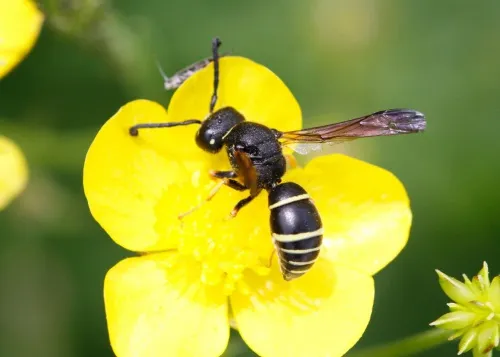 Gymnomerus laevipes - photo 4
