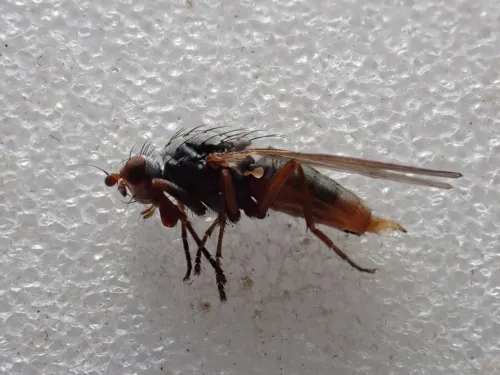 Gymnomus caesius - photo 2