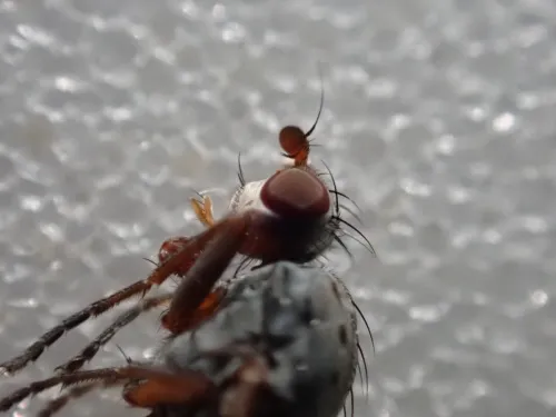 Gymnomus caesius - photo 3