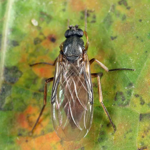 Gymnophora luteiventris - photo 3