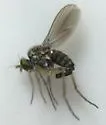Gymnopternus annulatus
