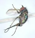 Gymnopternus barbatulus