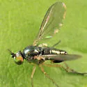 Gymnopternus currani