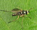 Gymnopternus currani - photo 2