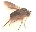 Gymnopternus currani - photo 4
