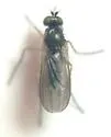 Gymnopternus currani - photo 5