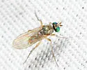 Gymnopternus debilis