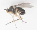 Gymnopternus difficilis - photo 2