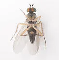 Gymnopternus difficilis - photo 3