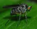 Gymnopternus exilis