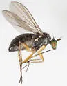 Gymnopternus exilis - photo 4