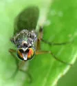 Gymnopternus exilis - photo 5