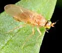 Gymnopternus flavus