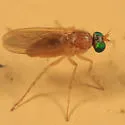 Gymnopternus flavus - photo 2