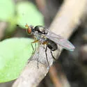 Gymnopternus nigribarbus - photo 2