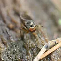 Gymnopternus nigribarbus - photo 3