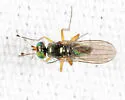 Gymnopternus nigribarbus - photo 4