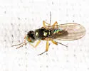 Gymnopternus nigribarbus - photo 5