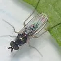 Gymnopternus opacus